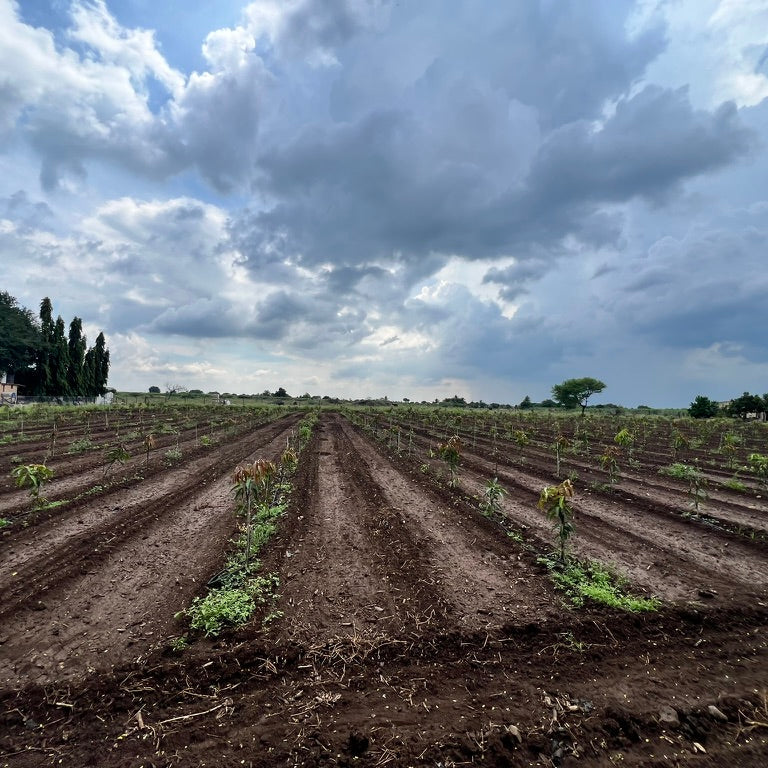 Plowed field under a cloudy sky
