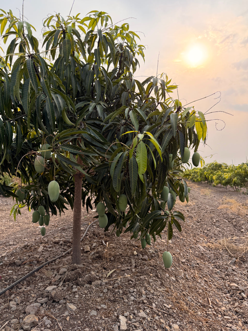 Organic Kesar mango