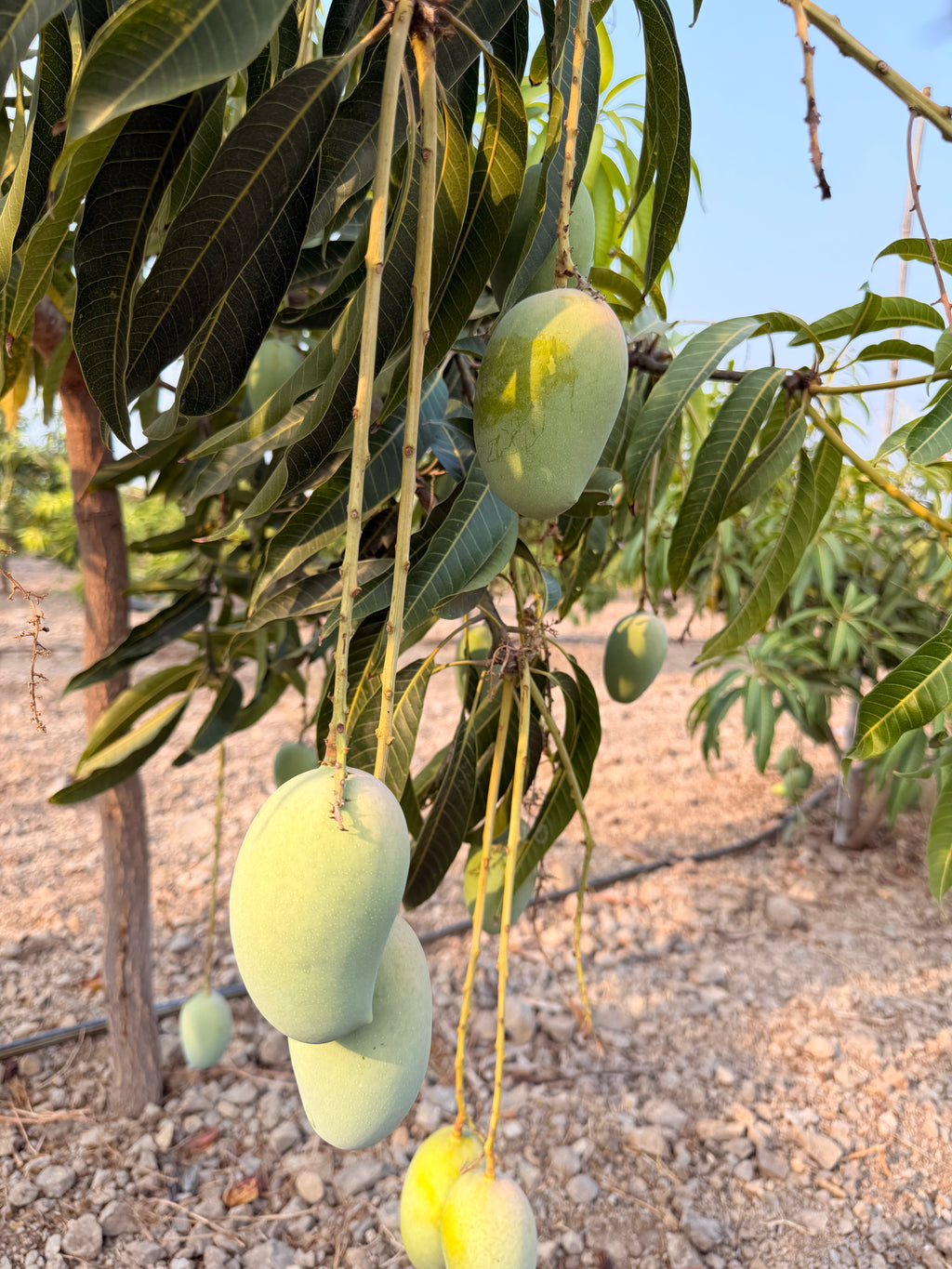 Organic Kesar mango