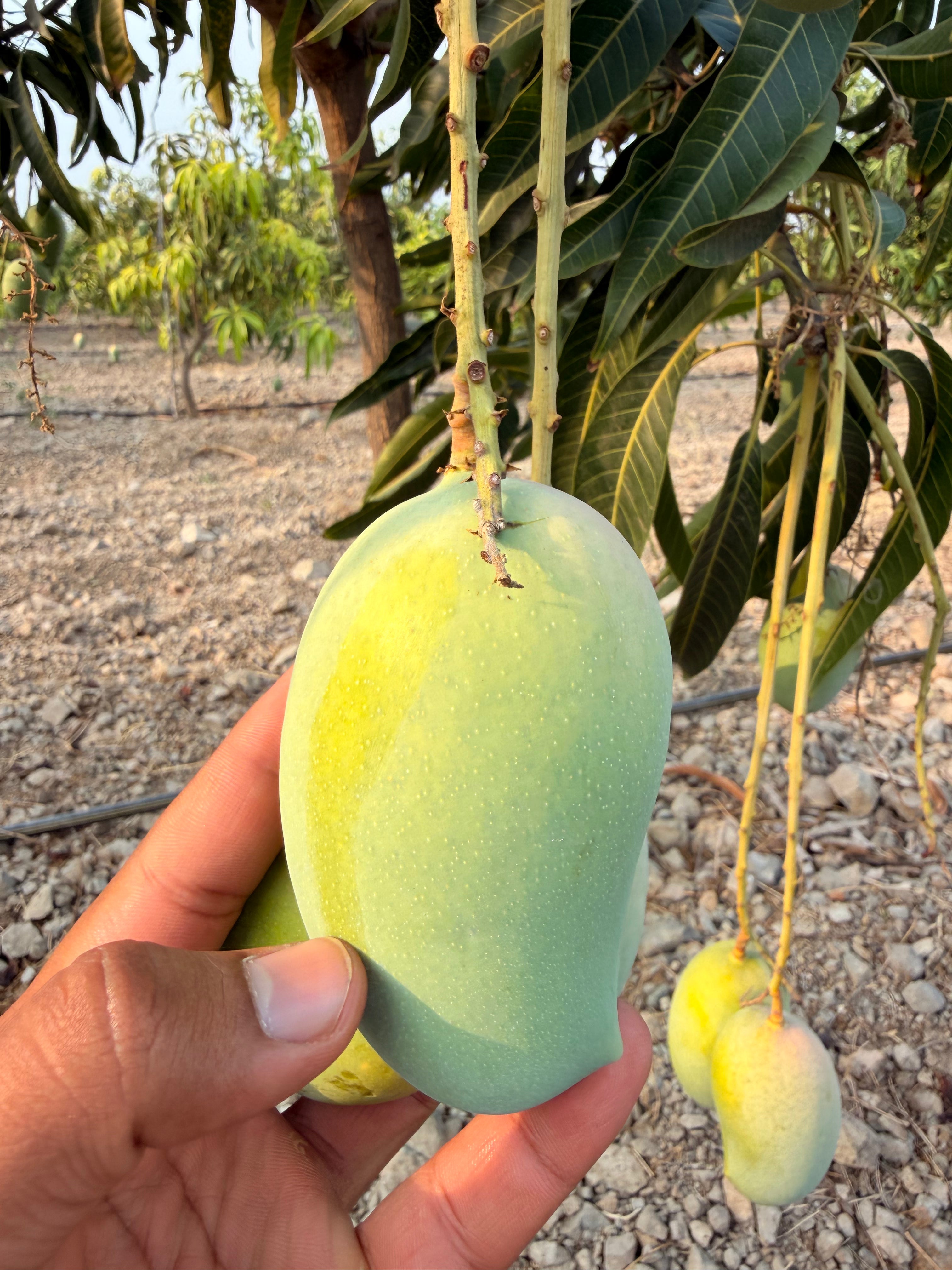 Organic Kesar mango