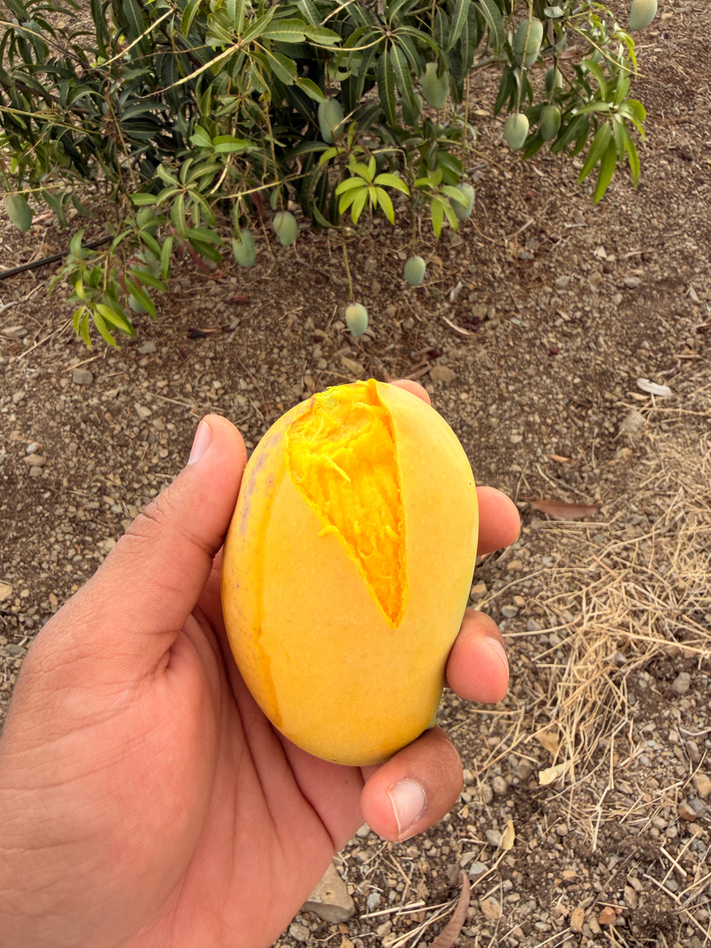 Organic Kesar mango