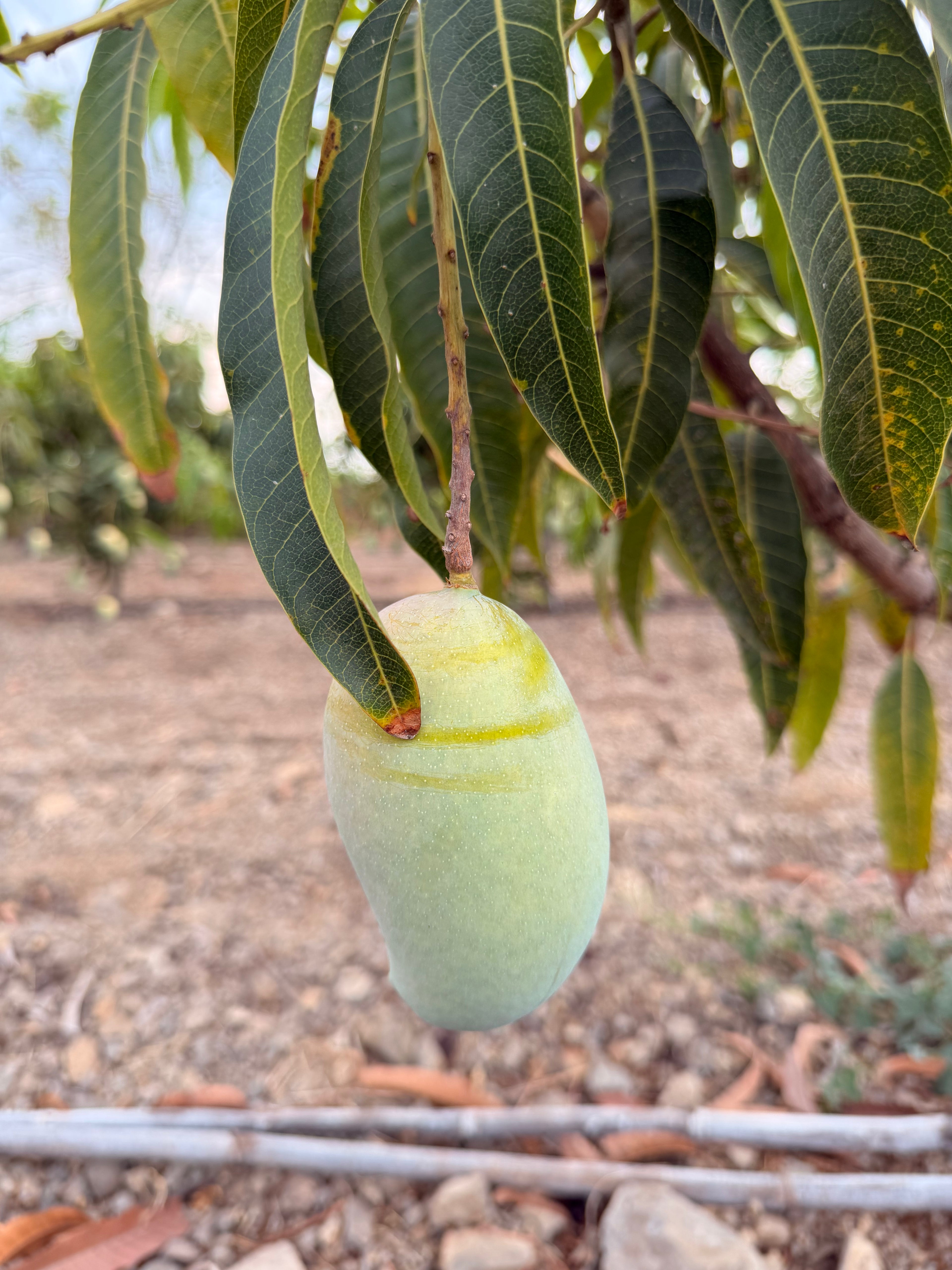 Organic Kesar mango
