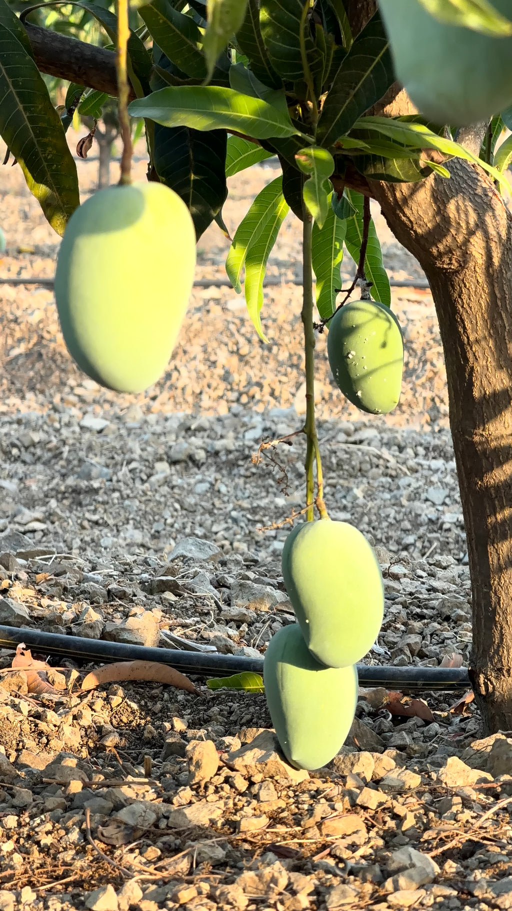 Organic Kesar mango