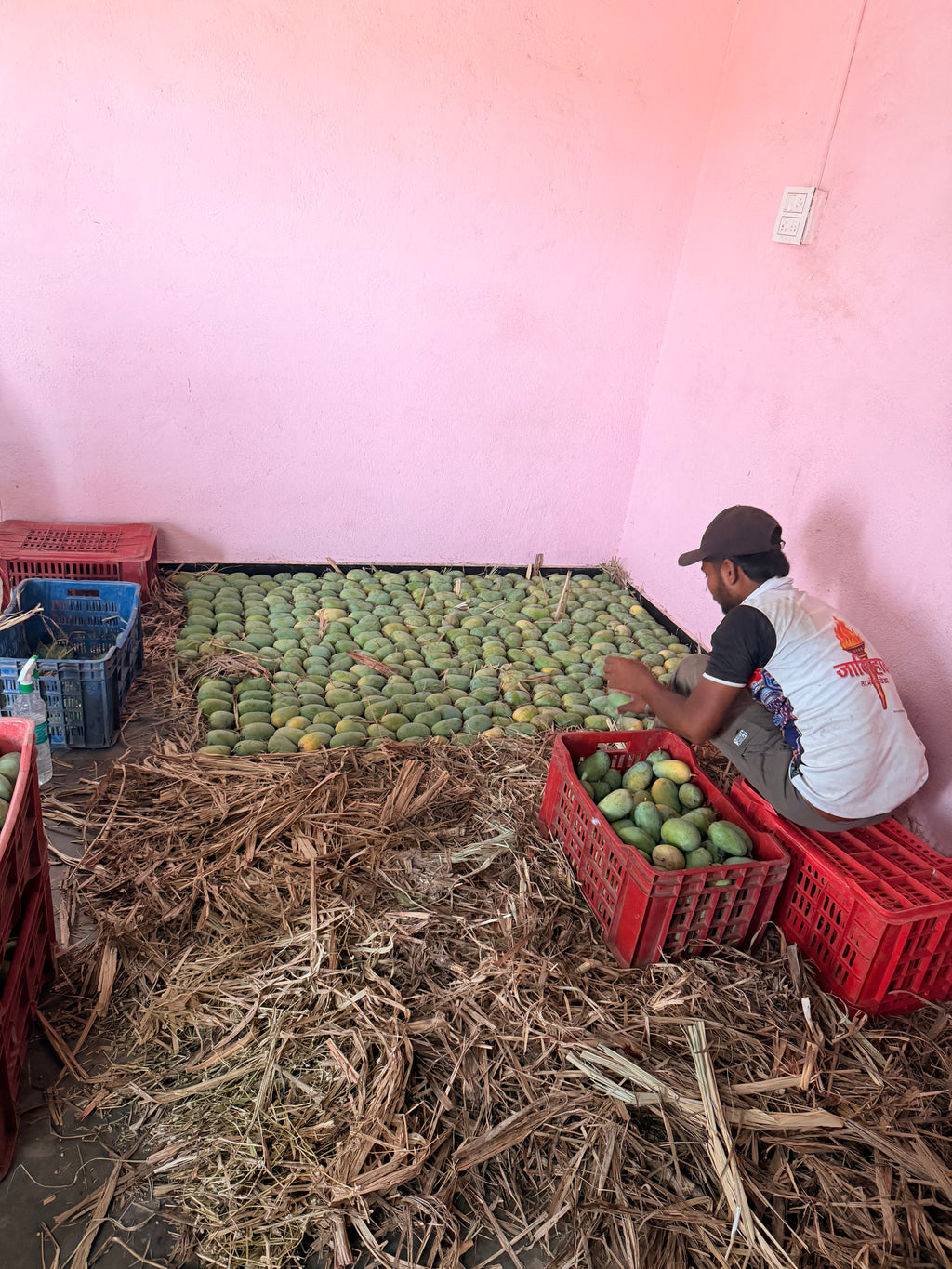 Organic Kesar mango