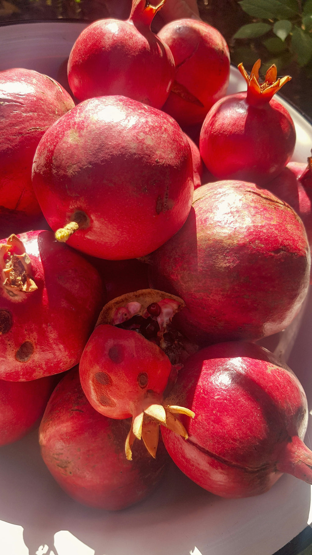 Pomegranate